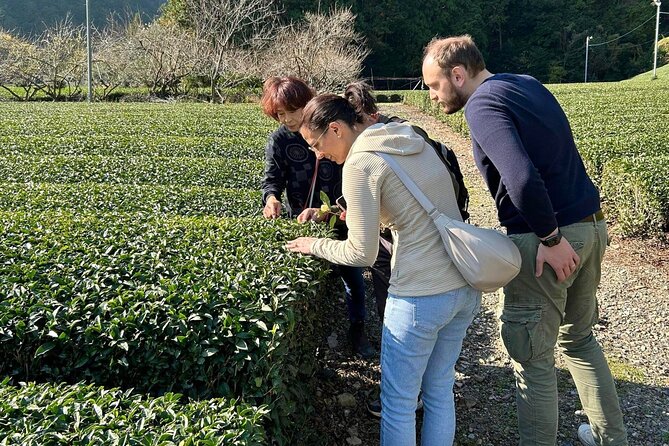 Small Group Japanese Green Tea Tasting in Shizuoka - Our Expert Local Guide