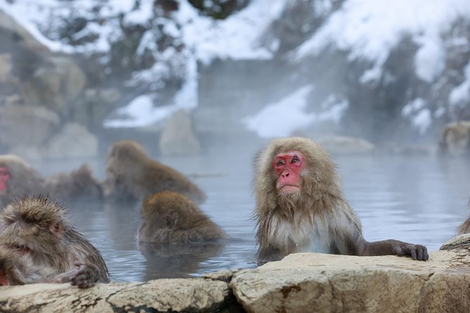 Snow Monkey in Jigokudani Yaen-koen & Obuse Town - Private Tour Logistics and Details