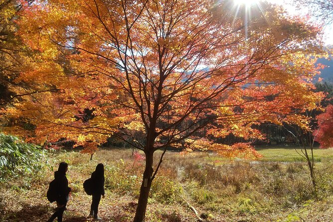 Watefall Visit Hiking in Hida-Osaka - Forest Bathing and Waterfalls