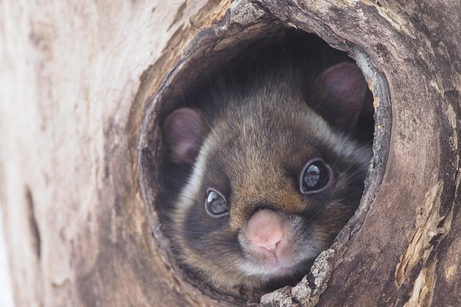 Wild Japanese Flying Squirrel Watching Tour in Nagano - What to Expect on Tour