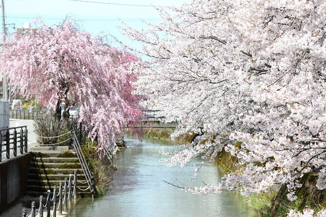 4 Hour Unique Kanazawa Cherry Blossom Sakura Private Experience - Benefits of a Private Tour