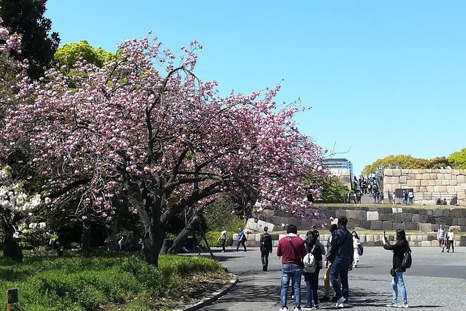 Cherry Blossom Highlights, Asakusa, Ueno, Imperial Palace Garden - Imperial Palace Garden Delights