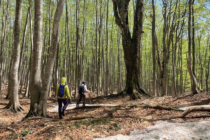 Forest Healing Around the Giant Beech and Katsura Trees - Exploring Iwate Prefectures Nature