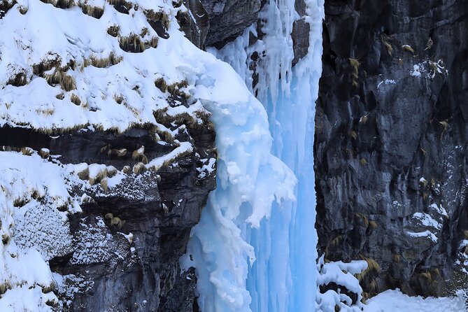 Half-Day Primeval Forest Snowshoe and Wildlife Watching Tour - Meeting and Pickup Details