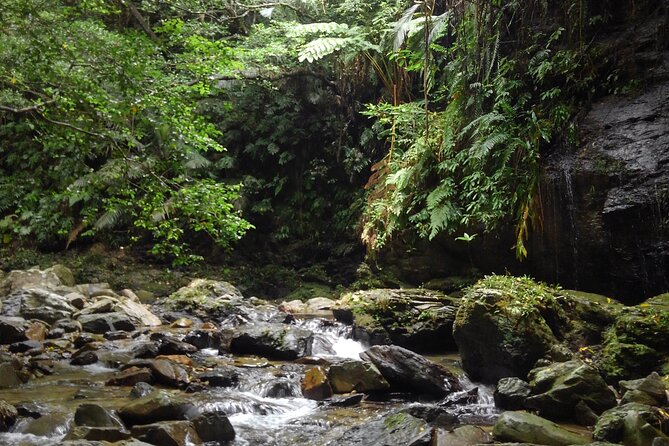 Jungle River Trek: Private Tour in Yanbaru, North Okinawa - What to Expect on Tour