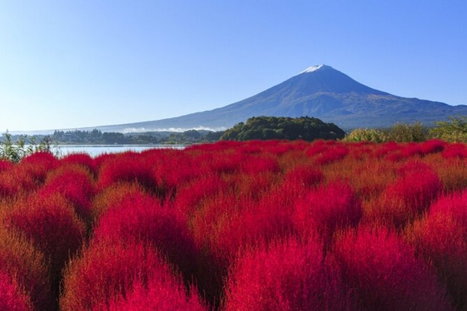 Mt. Fuji, Mt Fuji Panoramic Ropeway & Seasonal Fruits Picking - Seasonal Fruit Delights