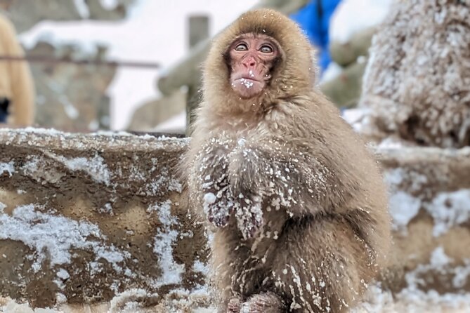 Nagano Snow Monkey 1 Day Tour With Beef Sukiyaki Lunch From Tokyo - Important Reminders and Notes