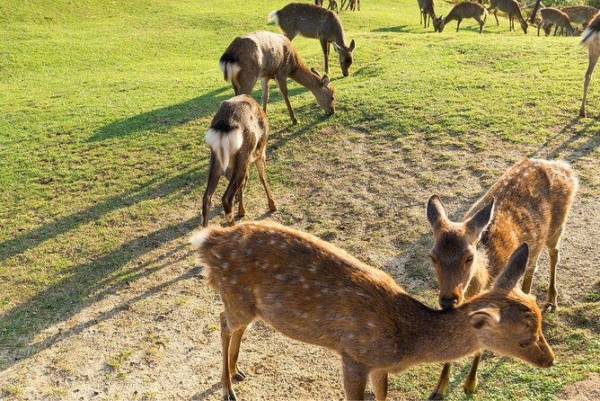 Nara Day Trip From Kyoto With a Local: Private & Personalized - Hassle-Free Travel From Kyoto