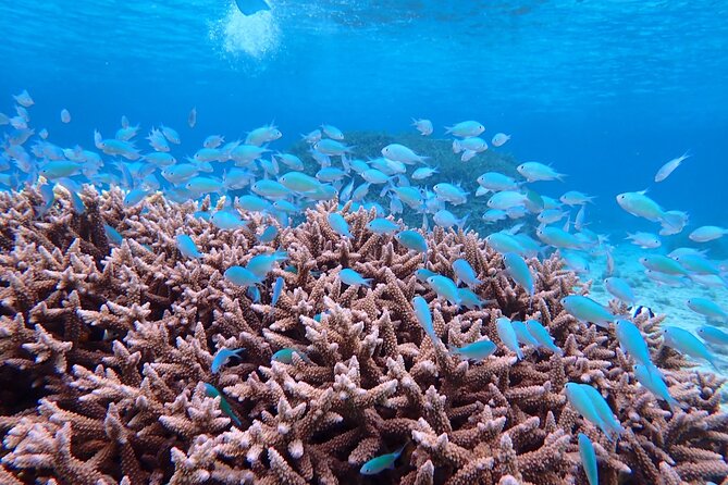 [Okinawa Miyako] [1 Day] Superb View Beach SUP / Canoe & Tropical Snorkeling !! - What to Expect on Tour