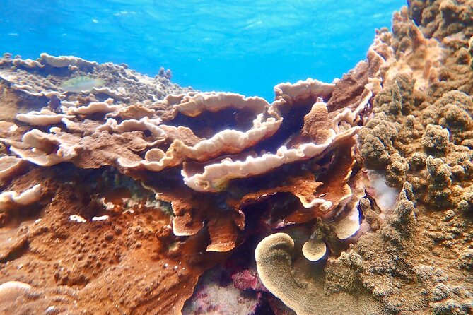 [Okinawa Miyako] Natural Aquarium! Tropical Snorkeling With Colorful Fish! - Safety First and Precautions