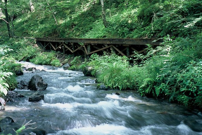 Relax and Refresh in Karuizawa Forest! Shinanoji Down Trekking Around Two People - What to Expect on Tour