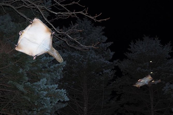 Wild Japanese Flying Squirrel Watching Tour in Nagano - Tour Reviews and Ratings