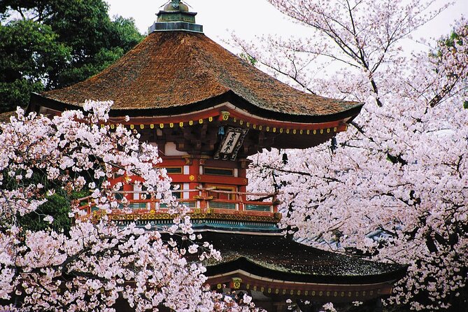 7-Day Guided Tour in Tokyo, Mount Fuji, Kyoto, Nara and Osaka - Terms and Conditions of Tour