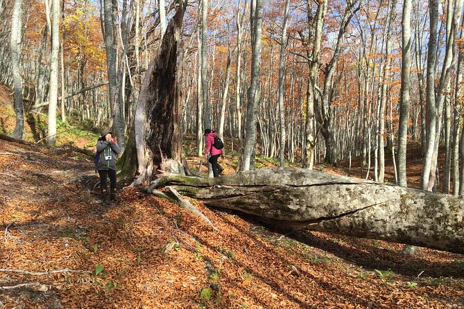 Forest Healing Around the Giant Beech and Katsura Trees - Booking and Payment Details