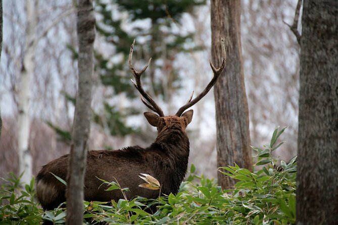 Half-Day Primeval Forest Snowshoe and Wildlife Watching Tour - Getting to the Meeting Point