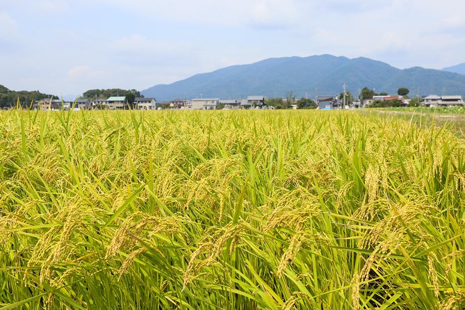 Japans Rural Life & Nature: Private Half Day Cycling Near Kyoto - The Beauty of Japans Countryside