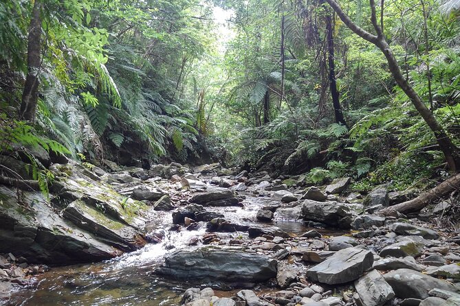 Jungle River Trek: Private Tour in Yanbaru, North Okinawa - Booking and Cancellation Policy