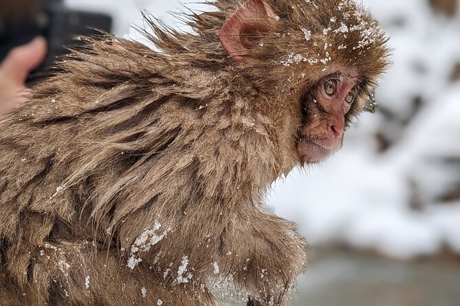 Nagano Snow Monkey 1 Day Tour With Beef Sukiyaki Lunch From Tokyo - Reviews and Testimonials