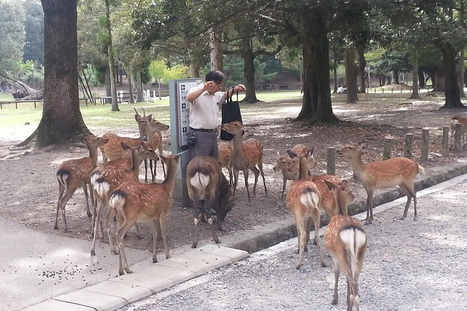 Nara Todaiji Lazy Bird Tour - Convenience and Inclusions