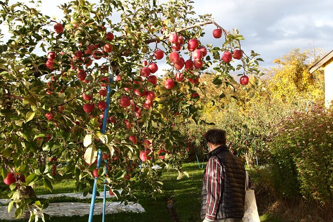 Rice Paddy Art and Apple Picking Full Day Private Tour - Booking and Refund Policies