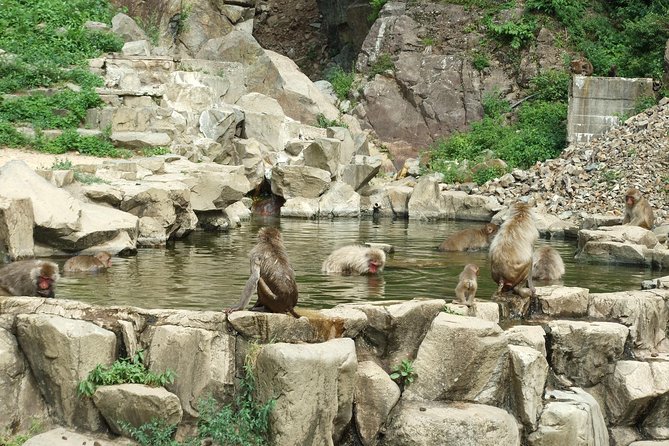 Snow Monkey in Jigokudani Yaen-koen & Obuse Town - Tour Pricing and Reviews Summary