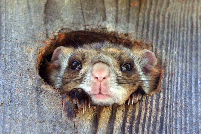 Wild Japanese Flying Squirrel Watching Tour in Nagano - Preparing for the Adventure