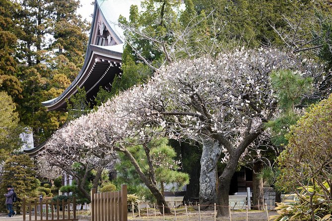 A Fun Day Out Discovering Kamakura - What to Expect on the Tour