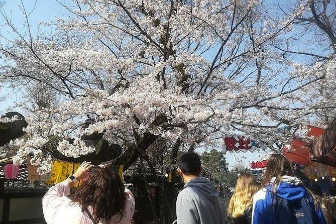 Cherry Blossom Highlights, Asakusa, Ueno, Imperial Palace Garden - Lunchtime at Tsukiji Fish Market