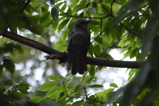 Easygoing Nature Walk in Hakone Tour - Important Health and Safety