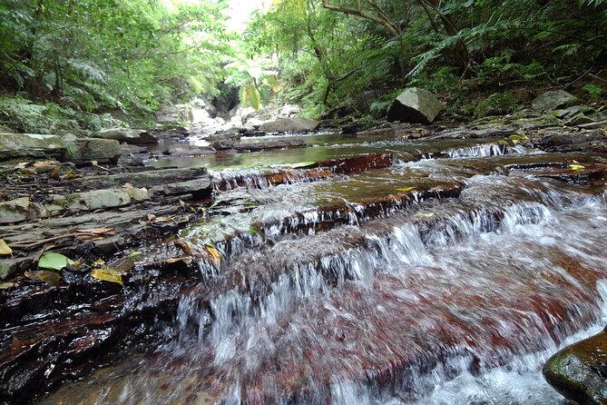 Jungle River Trek: Private Tour in Yanbaru, North Okinawa - Reviews and Testimonials