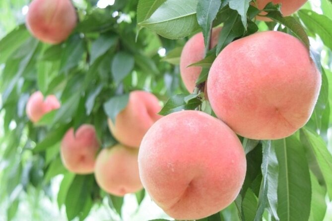 Mt. Fuji, Mt Fuji Panoramic Ropeway & Seasonal Fruits Picking - Important Reminders