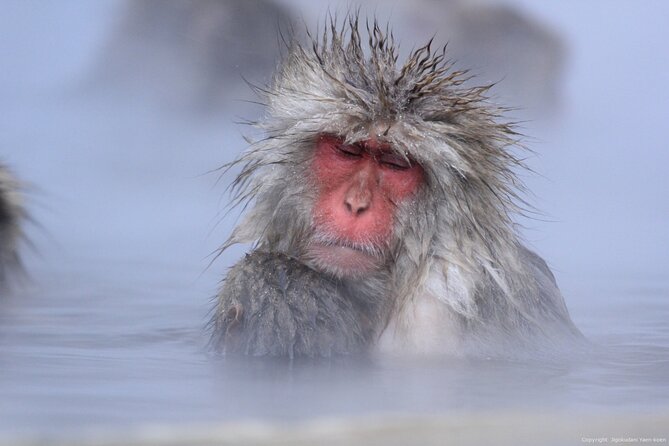 Nagano Snow Monkey 1 Day Tour With Beef Sukiyaki Lunch From Tokyo - Tour Logistics and Details