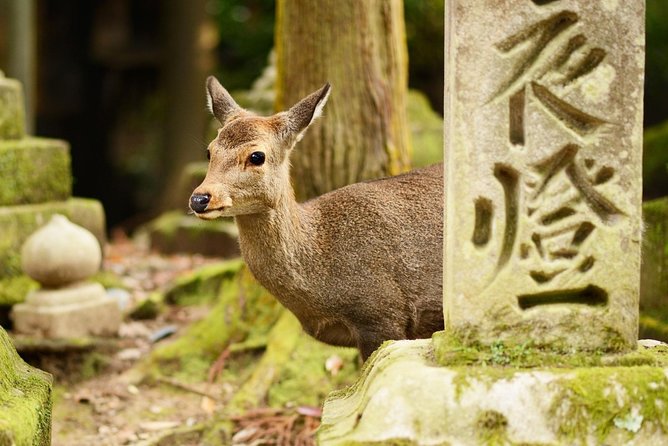 Nara Day Trip From Osaka With a Local: Private & Personalized - Booking and Cancellation Details