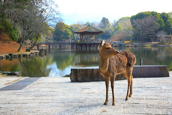 Private Journey in Nara's Historical Wonder - Exclusive Experiences in Nara