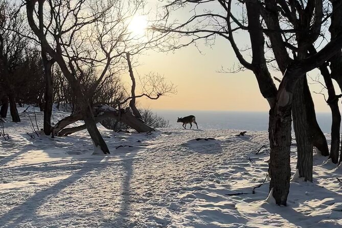 Private Snow Shoe Tour in Shiretoko National Park - Reviews From Previous Guests