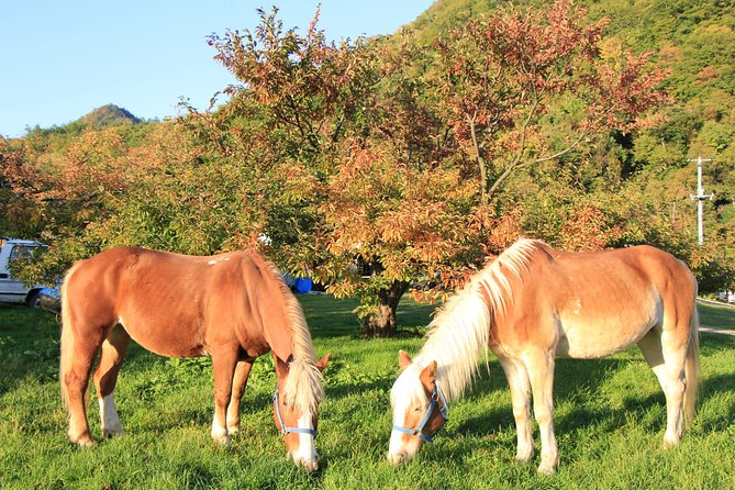 Horseback-Riding in a Country Side in Sapporo - Private Transfer Is Included - Horseback Riding Tour Highlights