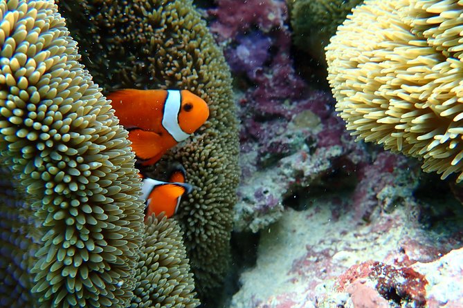 [Okinawa Miyako] Natural Aquarium! Tropical Snorkeling With Colorful Fish! - Planning Your Okinawa Adventure