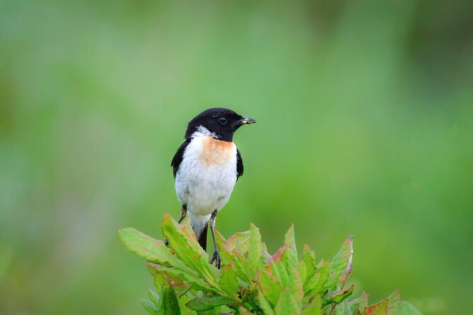 Bird Watching in the Nature Around Nikko Toshogu Shrine