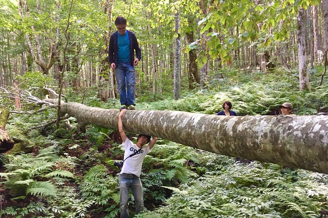 Forest Healing Around the Giant Beech and Katsura Trees - Just The Basics