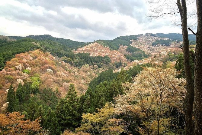 Full-Day Private Guided Tour in a Japanese Mountain: Yoshino, Nara - Just The Basics