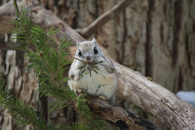 Half-Day Primeval Forest Snowshoe and Wildlife Watching Tour - Just The Basics