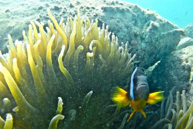 Miyazaki Snorkel Kayak Tour - Just The Basics