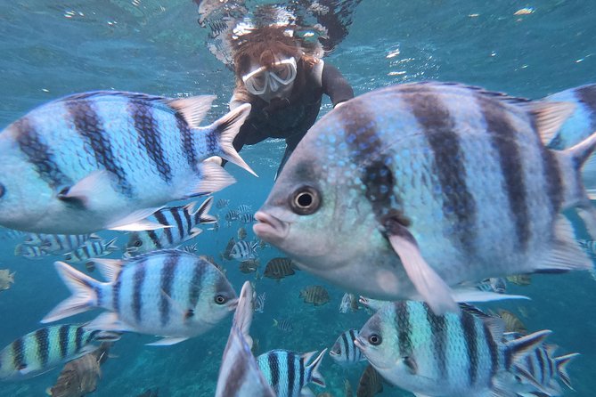 Popular Blue Cave Snorkel! [Okinawa Prefecture] Feeding & Photo Image Free! English, Chinese Guide Available! - Just The Basics