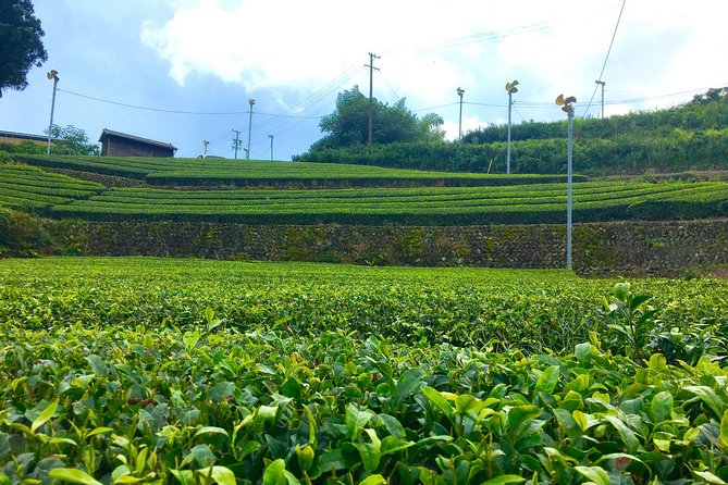 Authentic Japanese Tea Tasting at a Tea Plantation in Shimada - Discovering Shimadas Hidden Gem