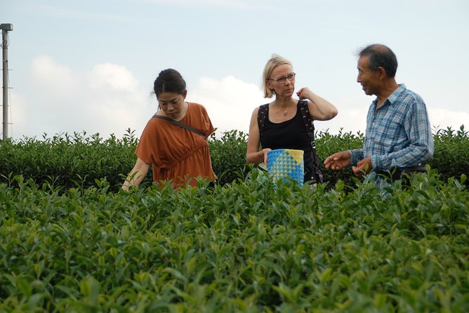 Experience Tea Picking With a Tea Farmer, and Tempura Lunch With Picked Tea Leaves