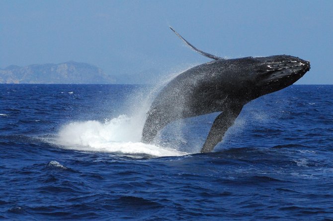 Great Whale Watching at Kerama Islands and Zamami Island