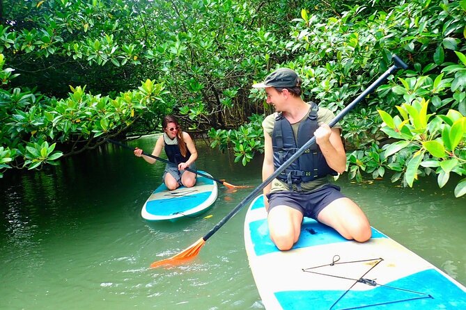 [Ishigaki]Mangrove SUP/Canoe + Blue Cave Snorkeling - Exploring Ishigakis Mangrove Forest