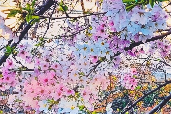 Licensed Guide Tokyo Meguro Cherry Blossom Walking Tour - Tour Overview and Details