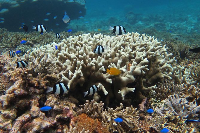 [Miyakojima Snorkel] Private Tour From 2 People Enjoy From 3 Years Old! Enjoy Nemo, Coral and Miyako Blue