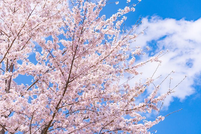 Mt. Fuji Cherry Blossom One Day Tour From Tokyo